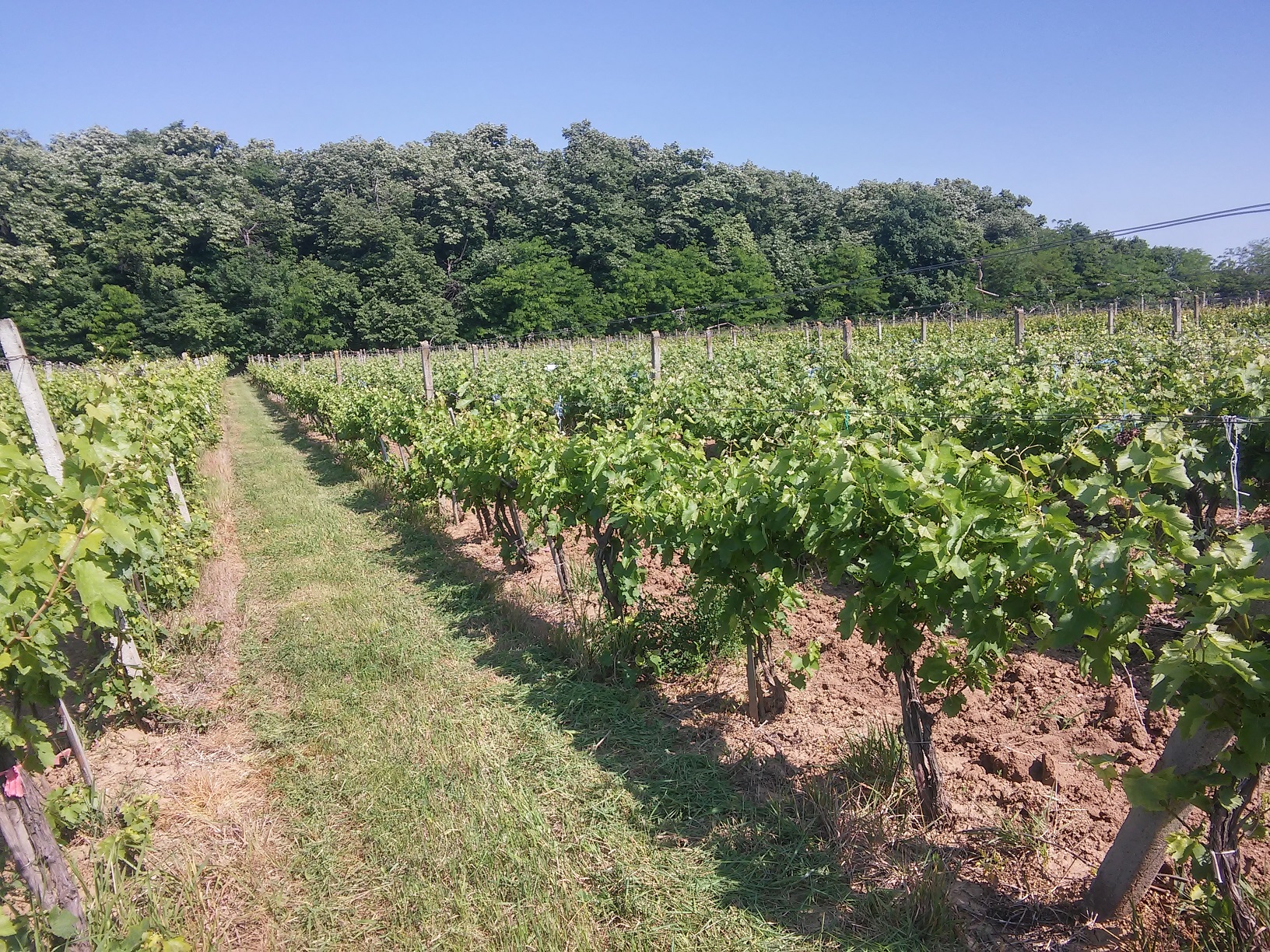 Cercetare cu gust de vin: Golia și Arcaș, soiuri românești din Copou